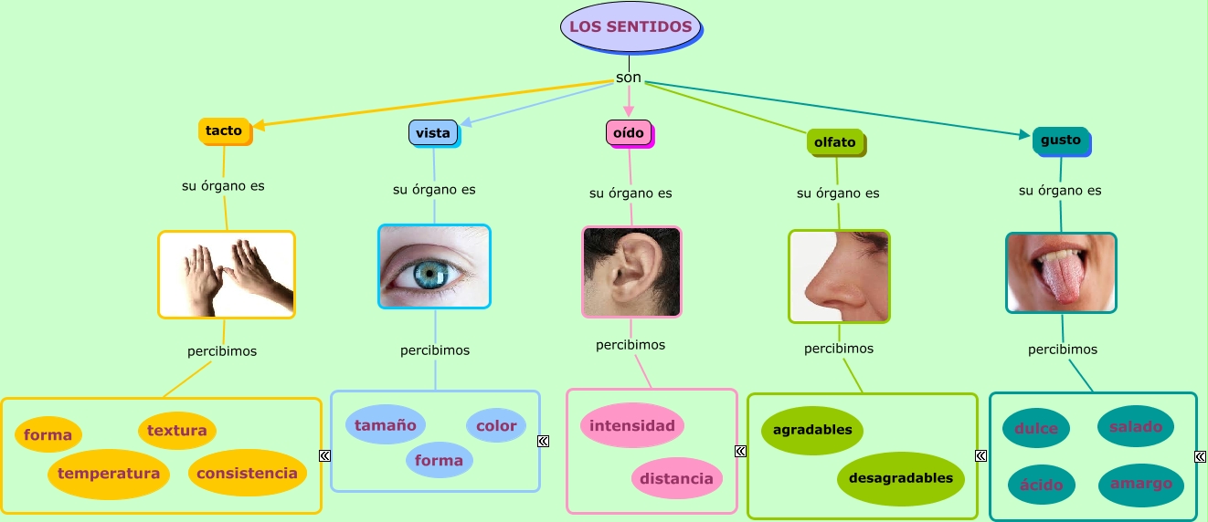 Mapa Conceptual Los 5 Sentidos 2373